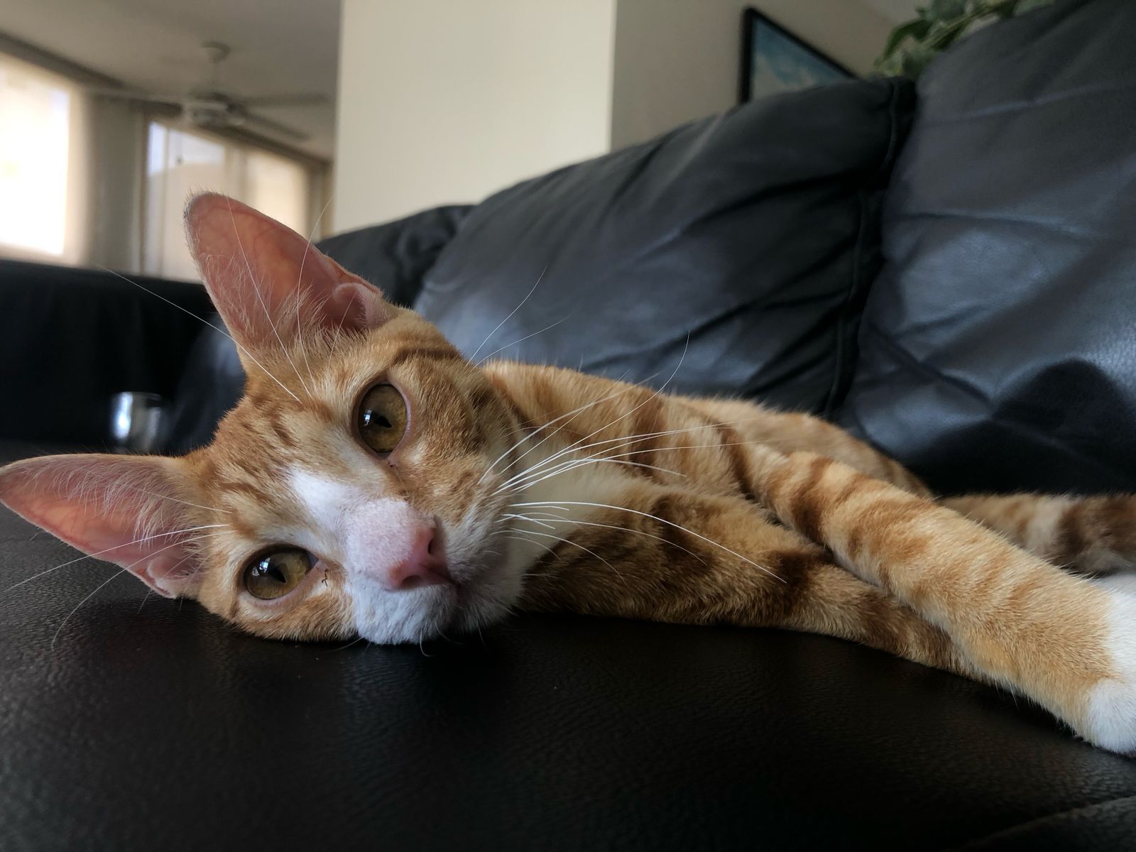 “Gatito angelical junto a una vela encendida, un cuenco con flor blanca y una nota manuscrita, en un entorno natural sereno iluminado por la luz del sol. Imagen espiritual que transmite amor, despedida y perdón.”